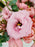 Corelli Garden