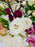 Majolica Wish