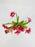 Tulip Double Color