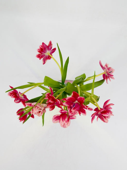 Tulip Double Color