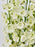 Delphy White Money Arrangement
