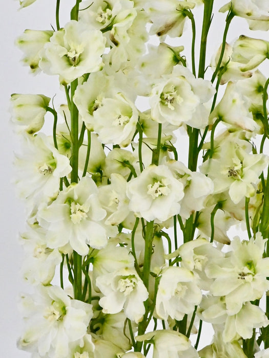 Delphy White Money Arrangement