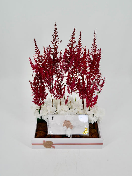 Astilbe