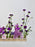 Moon Velvet Garden