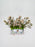 Chamelaicium Delight