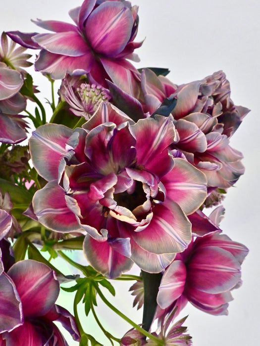 VIP Tulips