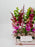 Vertical  Garden