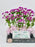 Krissy Money Arrangement