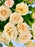 Sali Bloom