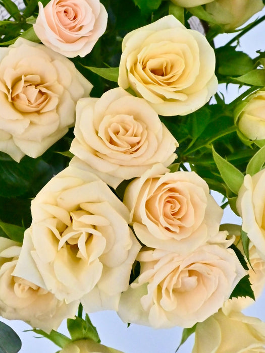 Sali Bloom