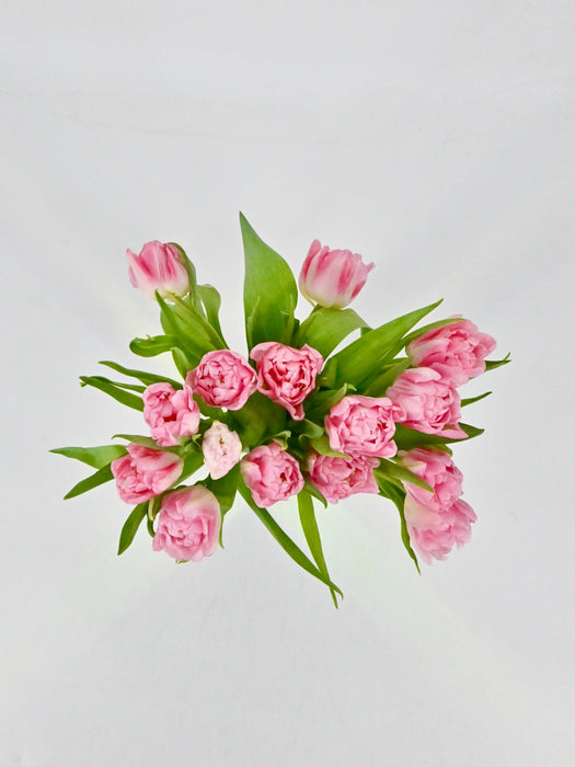 Double Pink Tulips