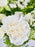 White Garden