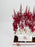 Astilbe