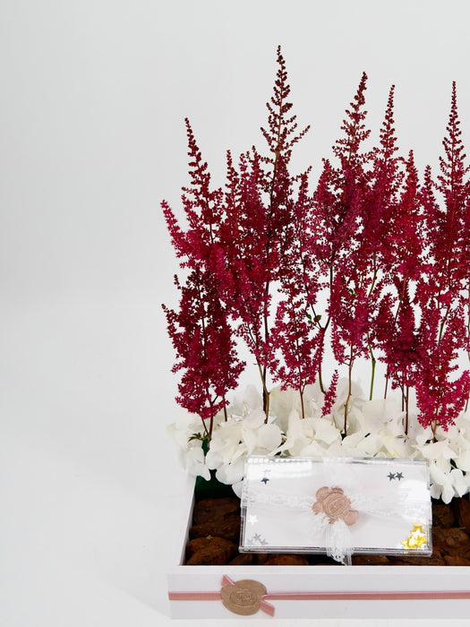 Astilbe