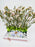 Chamelaicium Delight