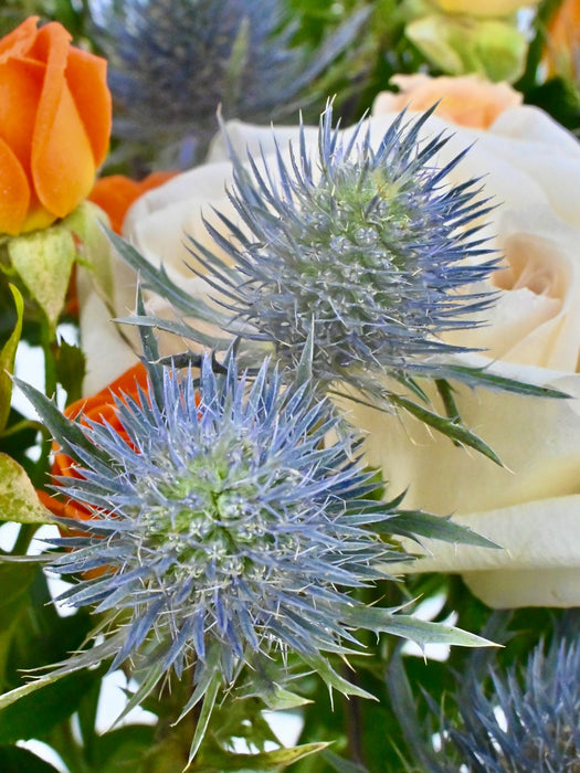 Thistle