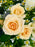 Tanacetum