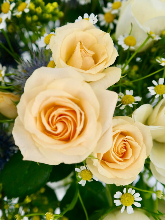 Tanacetum