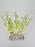 Dendrobium