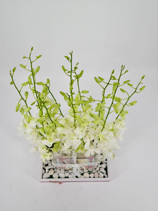 Dendrobium