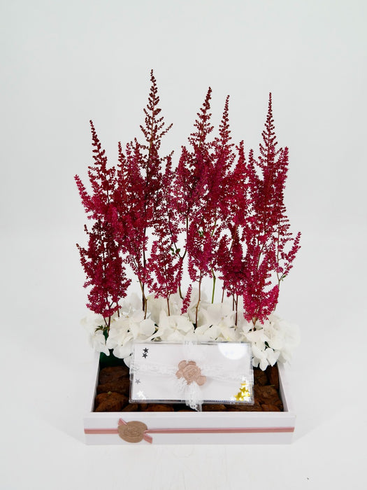 Astilbe