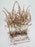 Preserved Astilbe