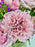 Mine Garden