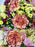 Bloosoming Garden