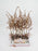 Preserved Astilbe