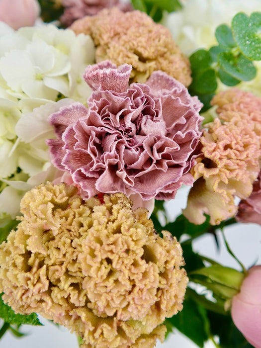 Celosia