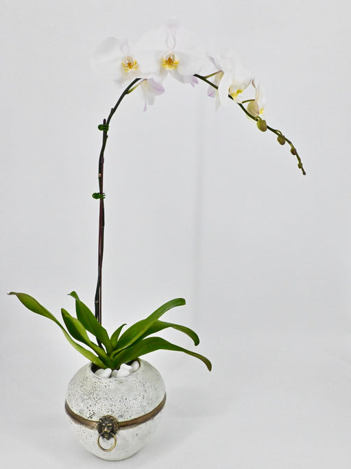 Phalaenopsis