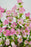 Pink Campanula