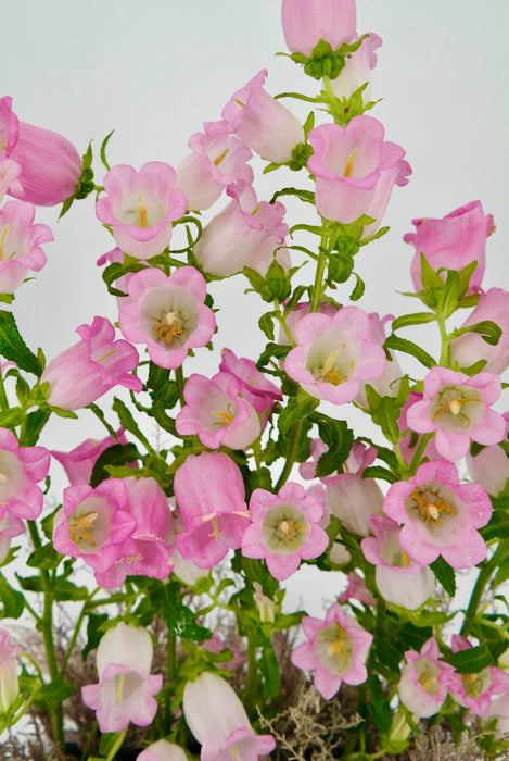 Pink Campanula