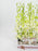 Dendrobium
