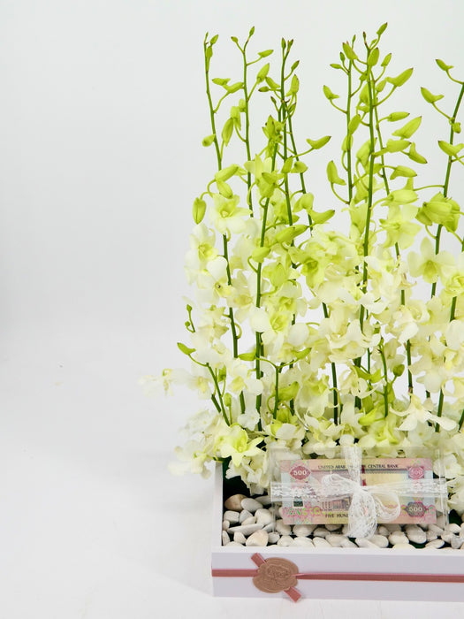 Dendrobium
