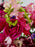 Cerise