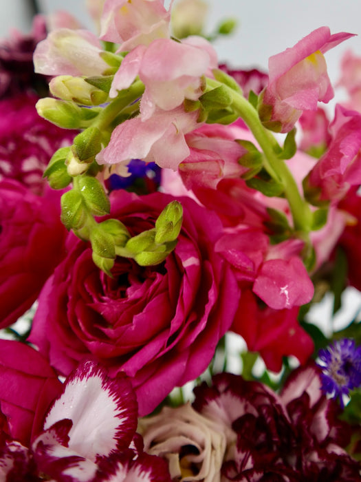 Cerise