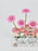 Julietta Money Arrangement