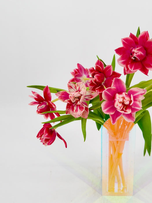 Tulip Double Color