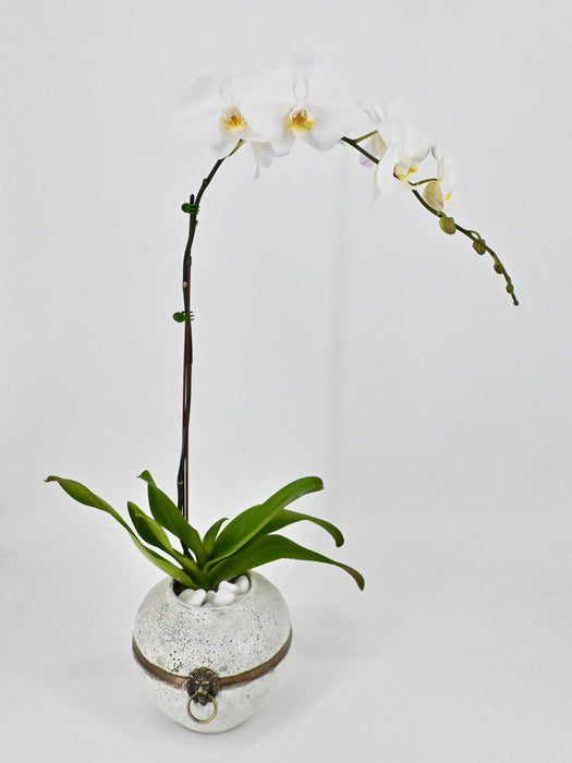 Phalaenopsis