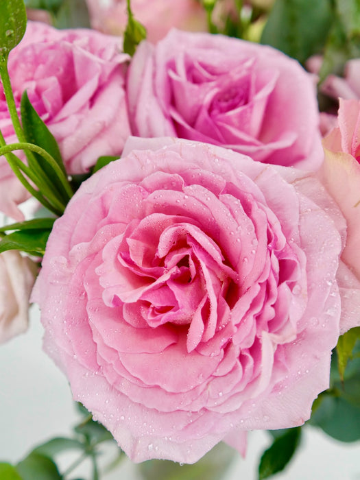 Ohara Pink Garden