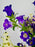Campanula Garden