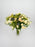 Tanacetum