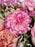 Pink Lush