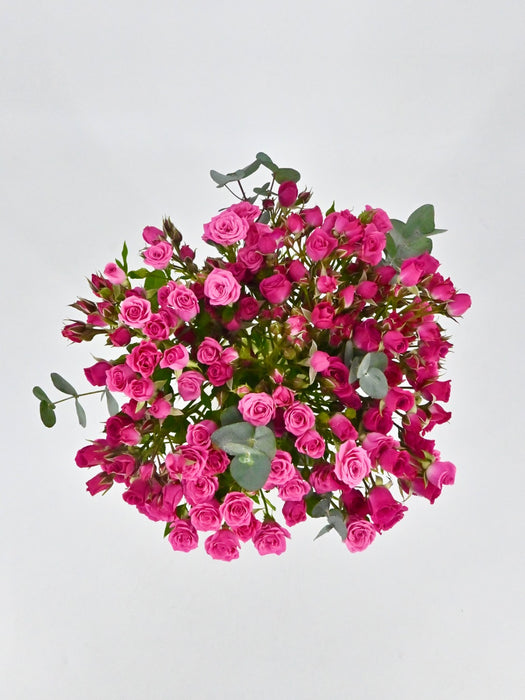 Pink Garden