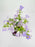 Campy Lavender