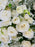 Polaris White Beauty