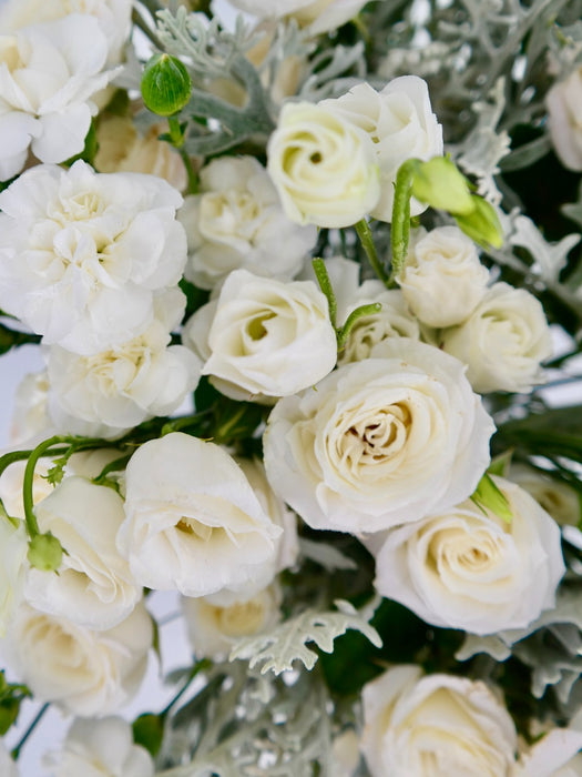 Polaris White Beauty