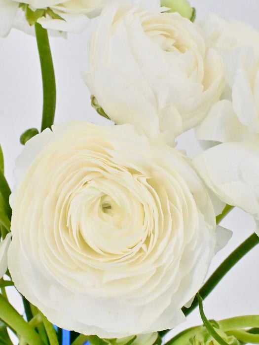 White Elegance