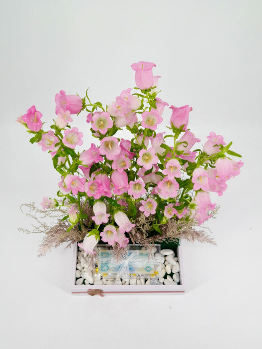Pink Campanula